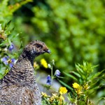 Willow Grouse